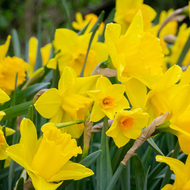 Daffodil Bulbs Mix 'Yellow Shades'