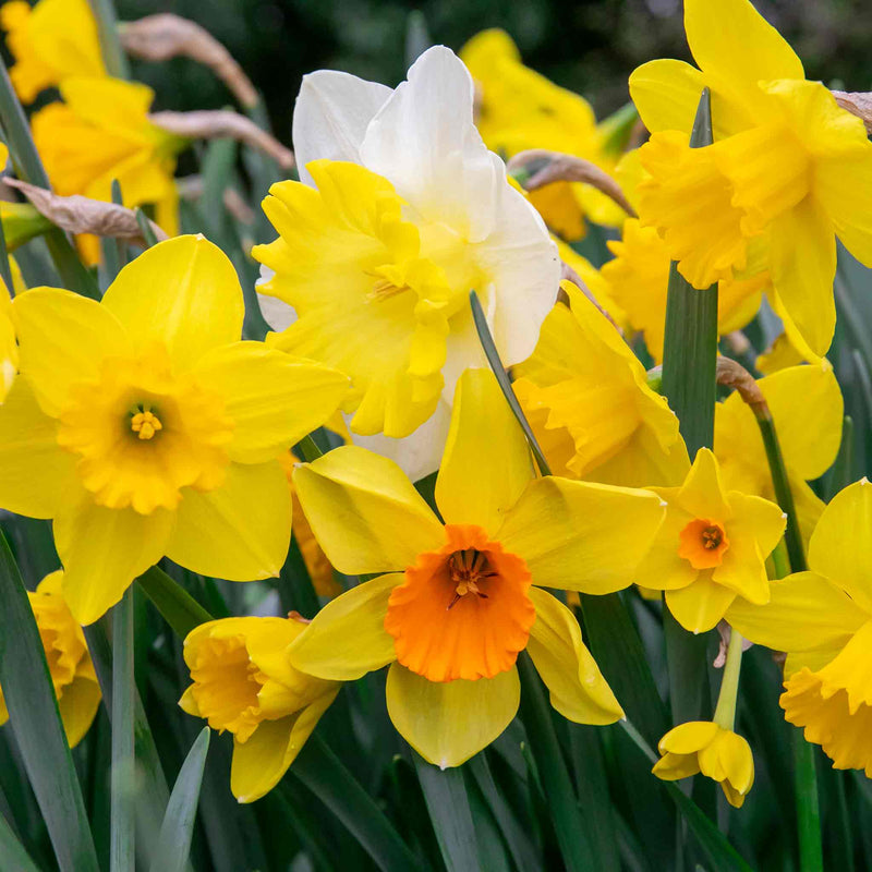 Daffodil Bulbs Mix 'Yellow Shades'