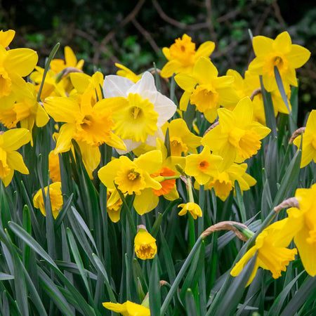 Daffodil Bulbs Mix 'Yellow Shades'