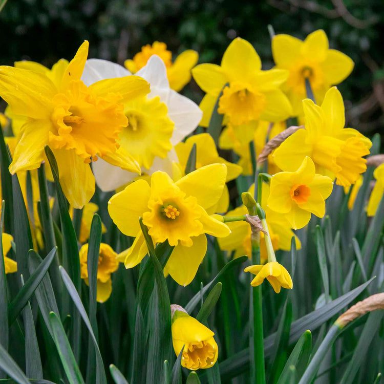 Daffodil Bulbs Mix 'Yellow Shades'