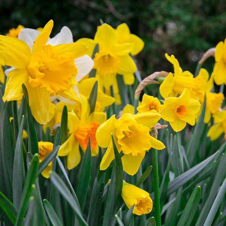 Daffodil Bulbs Mix 'Yellow Shades'