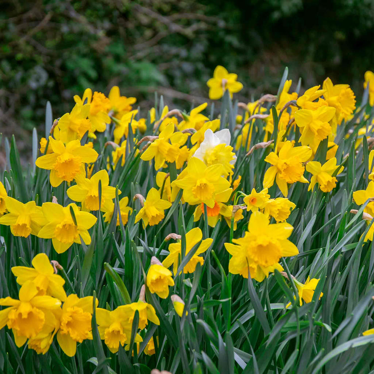 Daffodil Bulbs Mix 'Yellow Shades'