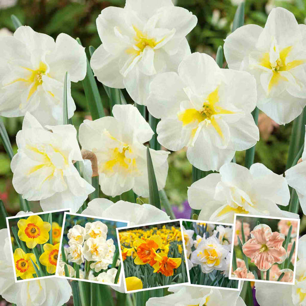 Marshalls Garden Choice Narcissus Selection - 50 Bulbs