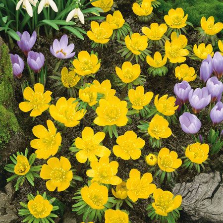 Eranthis Cilicica 'Winter Aconites' - 20 Bulbs