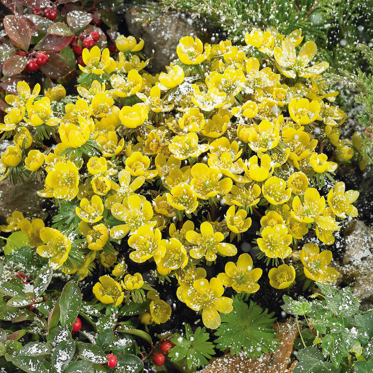 Eranthis Cilicica 'Winter Aconites' - 20 Bulbs