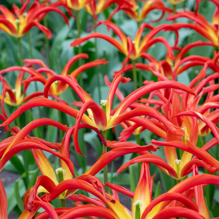 Tulip 'Acuminata' - 15 Bulbs