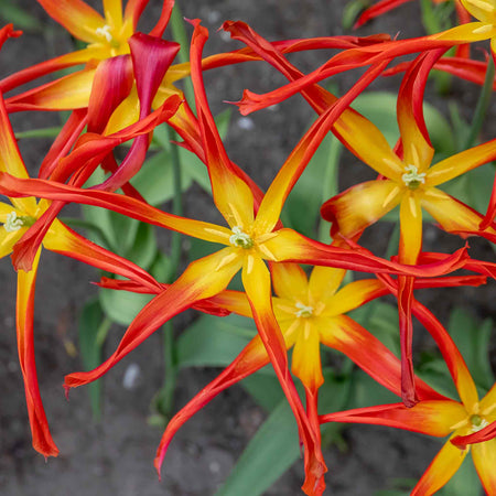 Tulip 'Acuminata' - 5 Bulbs