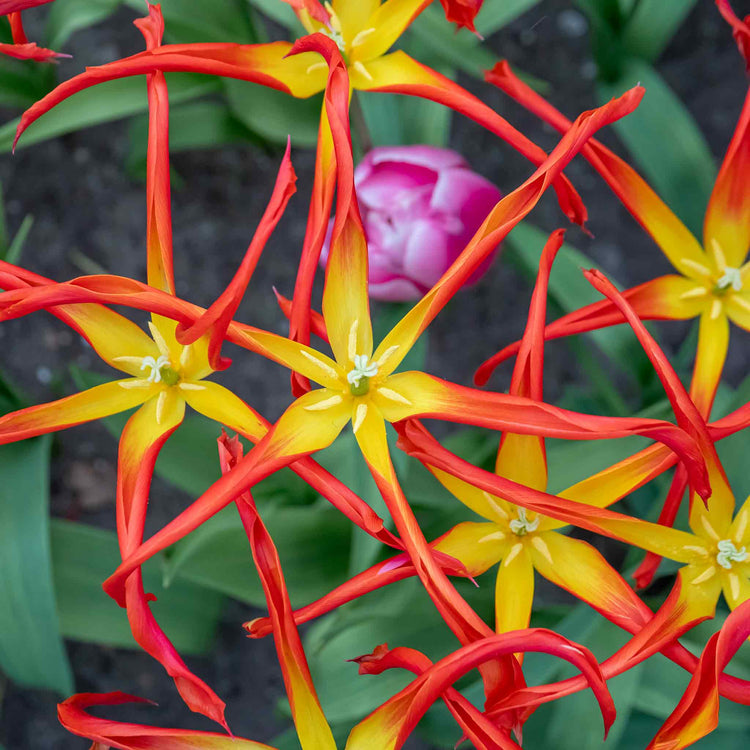 Tulip 'Acuminata' - 5 Bulbs