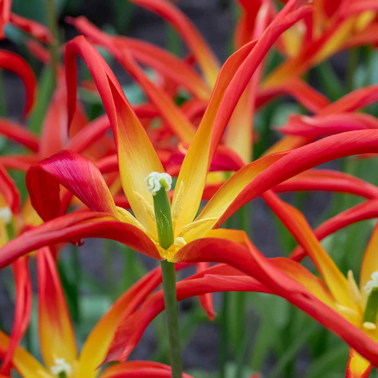 Tulip 'Acuminata' - 5 Bulbs