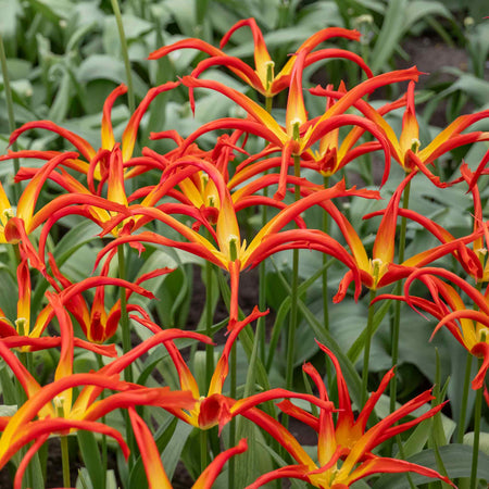 Tulip 'Acuminata' - 15 Bulbs