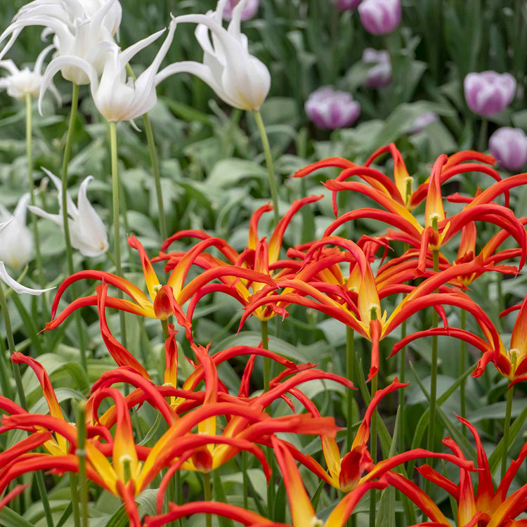 Tulip 'Acuminata' - 5 Bulbs