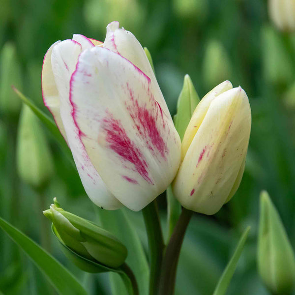 Tulip 'Candy Club' - 10 Bulbs