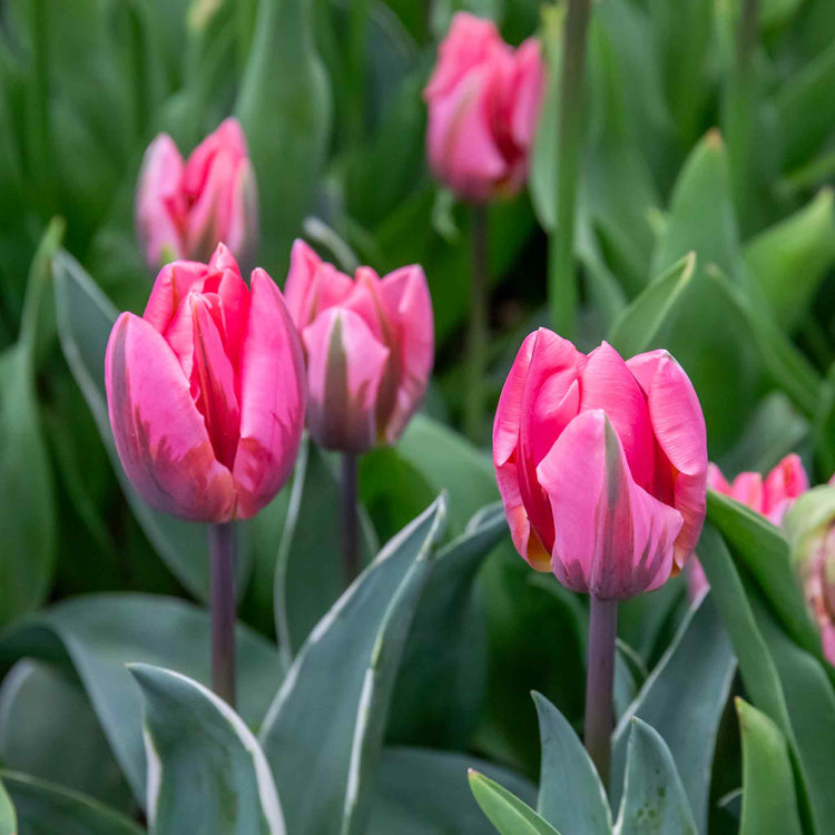 Tulip 'Pretty Princess' - 10 Bulbs