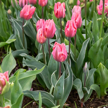 Tulip 'Pretty Princess' - 10 Bulbs