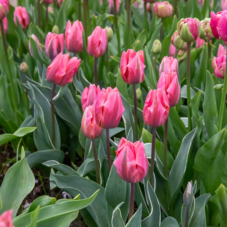 Tulip 'Pretty Princess' - 10 Bulbs