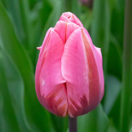 Tulip 'Pretty Princess' - 10 Bulbs