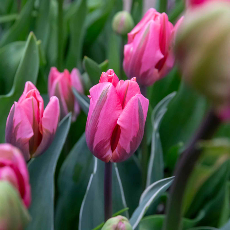 Tulip 'Pretty Princess' - 10 Bulbs