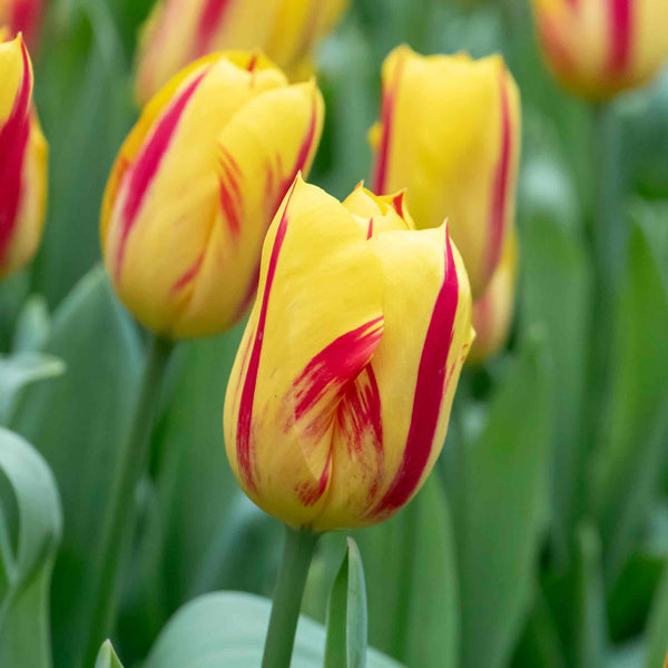 Tulip 'Washington' - 10 Bulbs