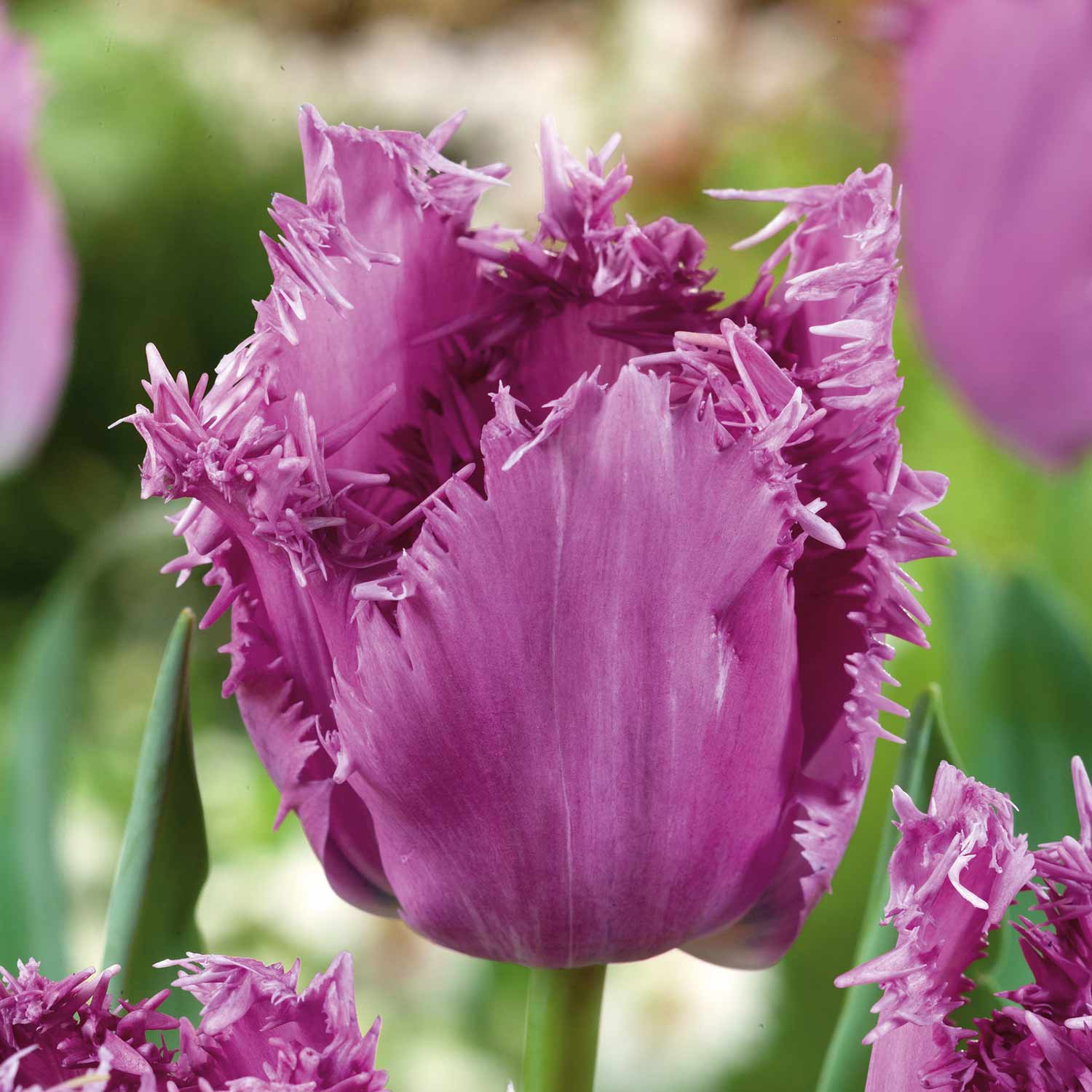Tulip 'Lilac Frizzle' 10 Bulbs Buy Tulip Bulbs Online Tulip Bulbs