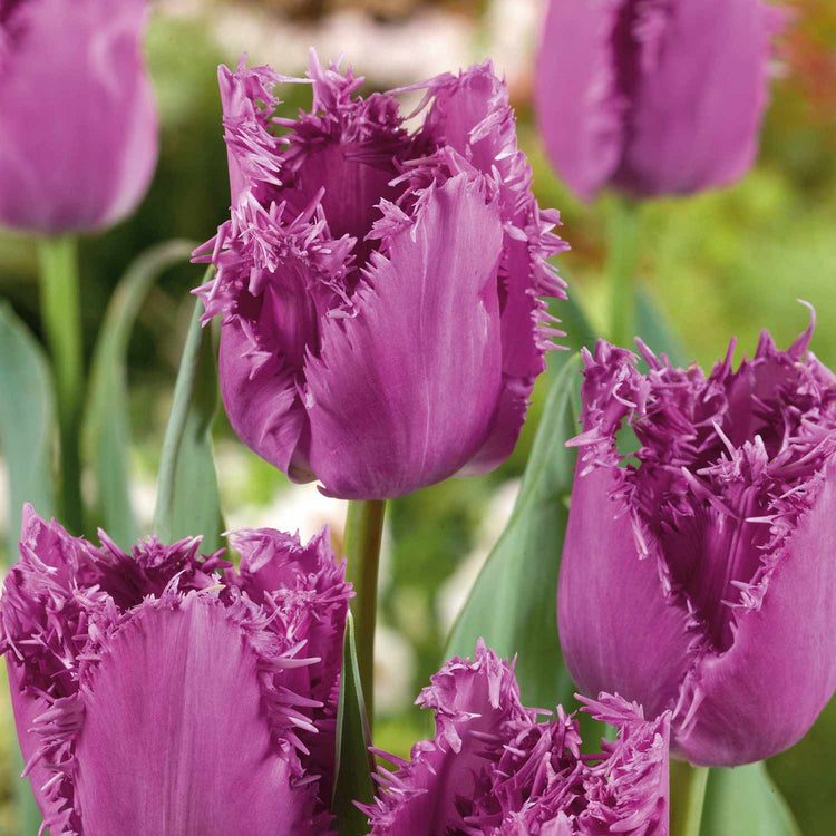 Tulip 'Lilac Frizzle' - 10 Bulbs