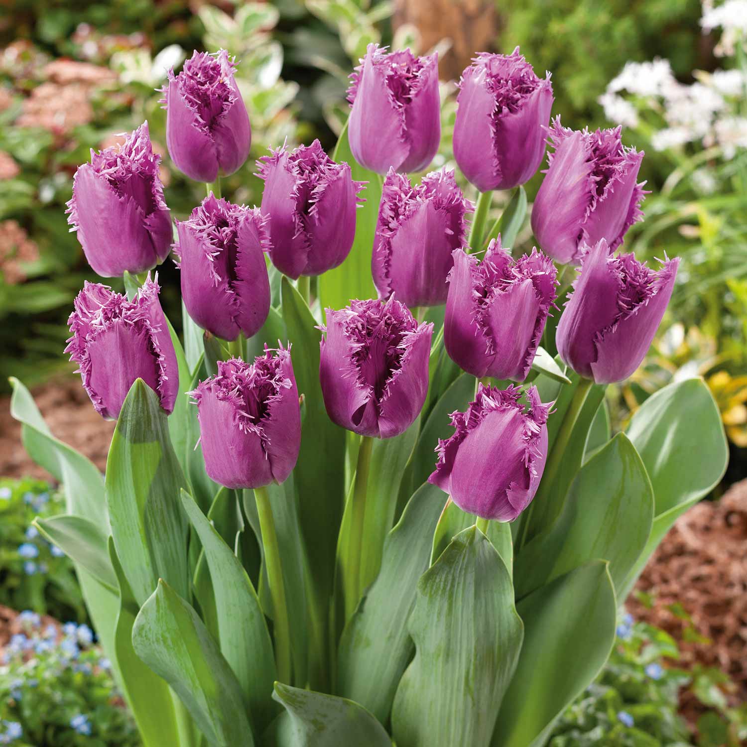 Tulip 'Lilac Frizzle' 10 Bulbs Buy Tulip Bulbs Online Tulip Bulbs for Sale Marshalls Garden