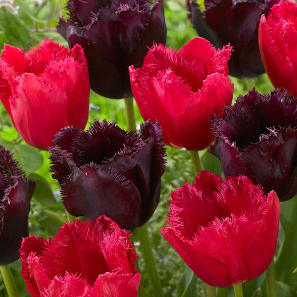 Tulip 'Moneymaker' Mix - 10 Bulbs