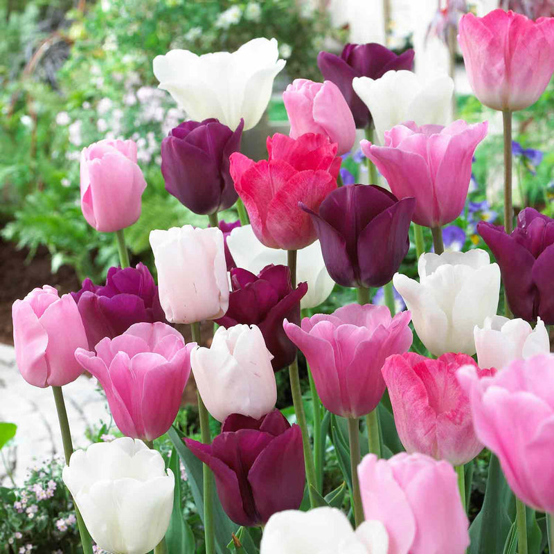 Tulip 'Flower Power' Mix - 10 Bulbs