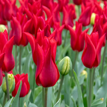 Tulip 'Pieter de Leur (Pretty Woman)' - 10 Bulbs