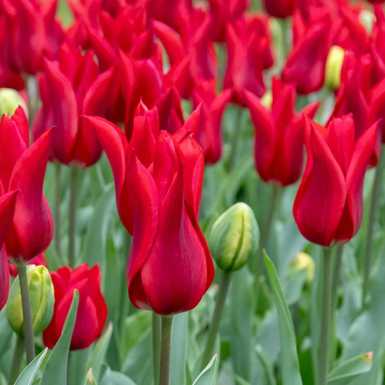 Tulip 'Pieter de Leur (Pretty Woman)' - 10 Bulbs