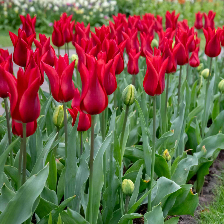 Tulip 'Pieter de Leur (Pretty Woman)' - 10 Bulbs