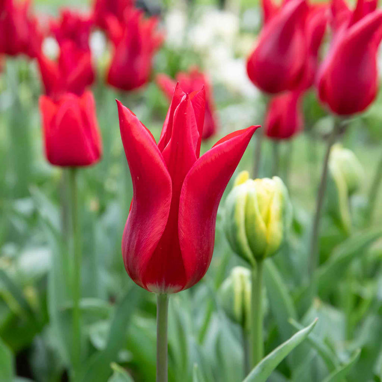 Tulip 'Pieter de Leur (Pretty Woman)' - 10 Bulbs