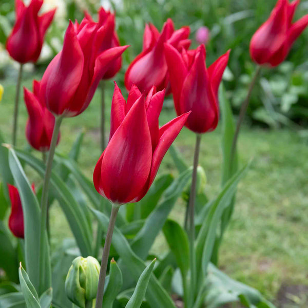 Tulip 'Pieter de Leur (Pretty Woman)' - 10 Bulbs