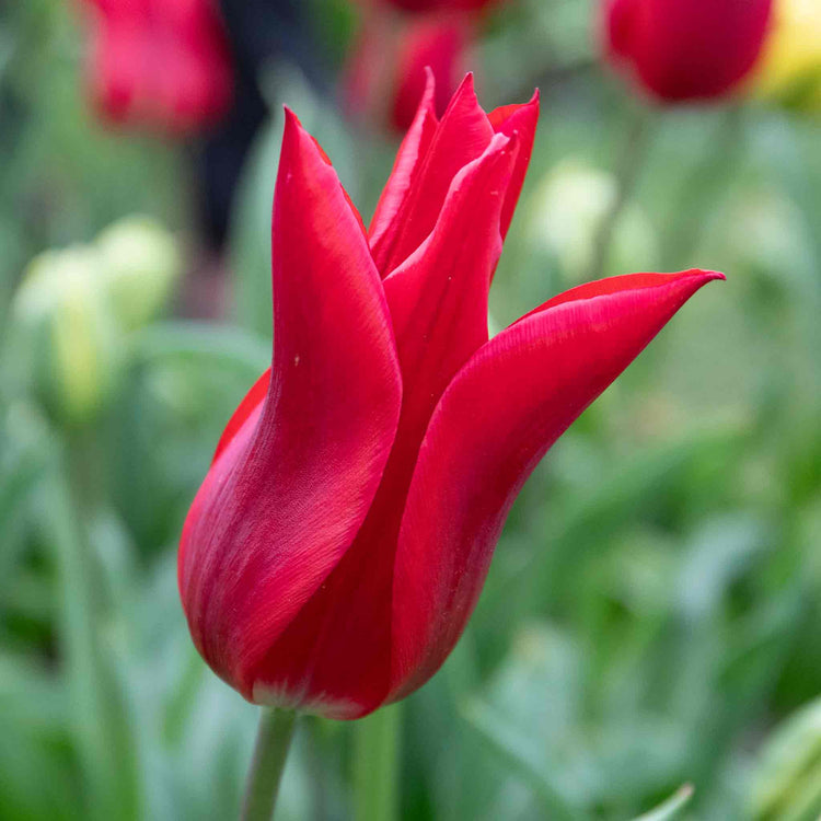 Tulip 'Pieter de Leur (Pretty Woman)' - 10 Bulbs