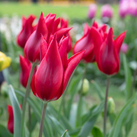 Tulip 'Pieter de Leur (Pretty Woman)' - 10 Bulbs