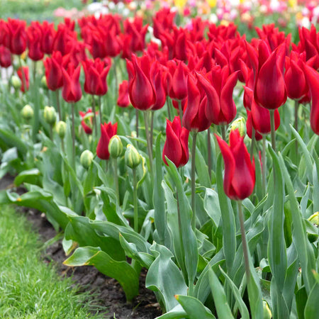 Tulip 'Pieter de Leur (Pretty Woman)' - 10 Bulbs