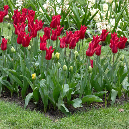 Tulip 'Pieter de Leur (Pretty Woman)' - 10 Bulbs