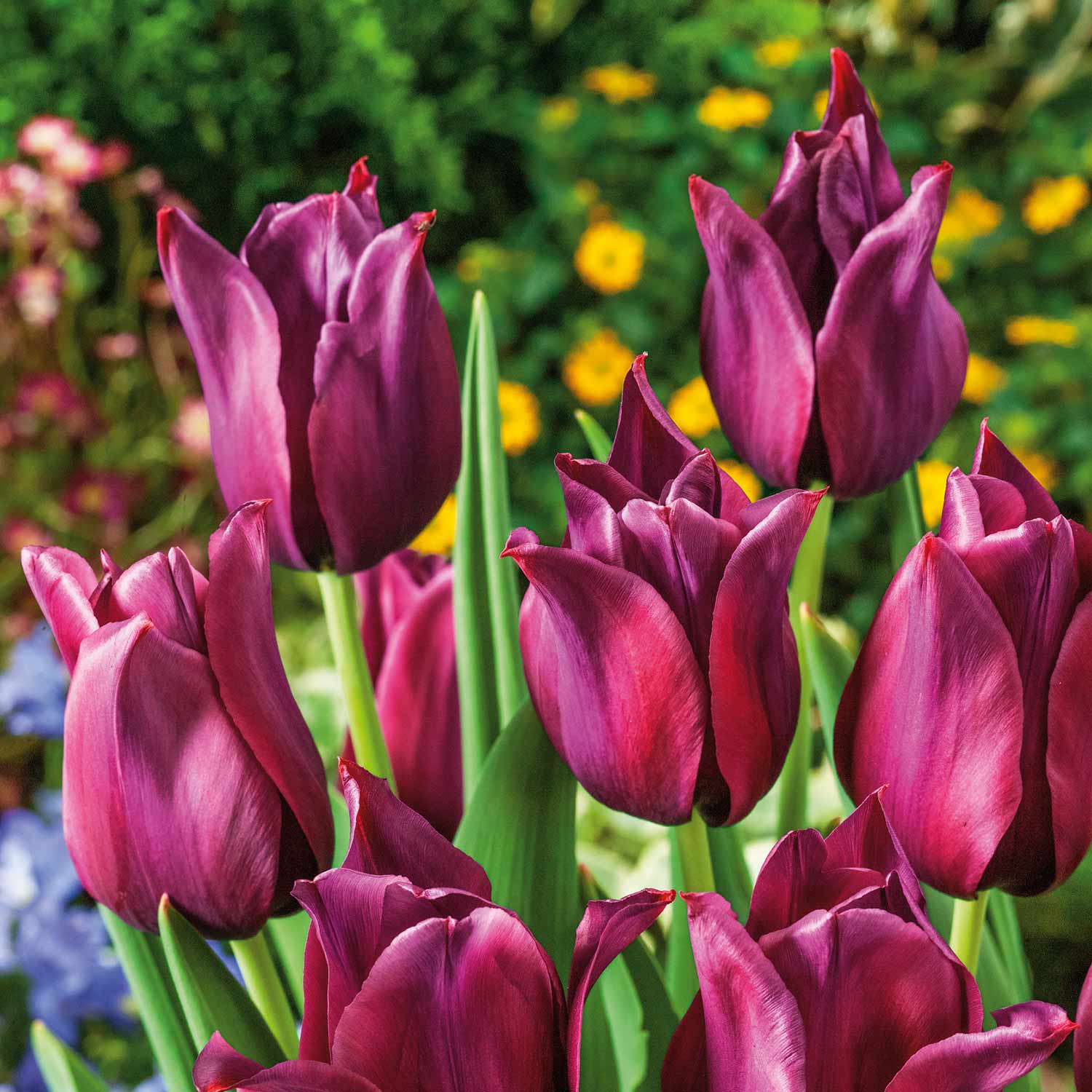 Tulip 'Merlot' 10 Bulbs Buy Tulip Bulbs Online Tulip Bulbs for