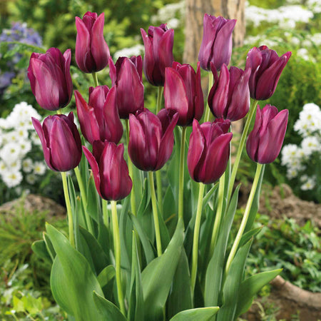 Tulip 'Merlot' - 10 Bulbs