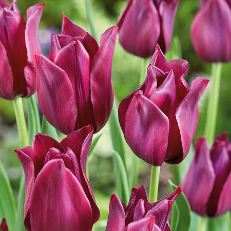 Tulip 'Merlot' - 10 Bulbs