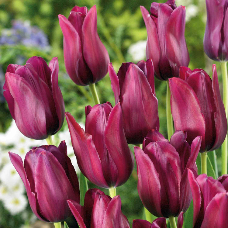 Tulip 'Merlot' - 10 Bulbs