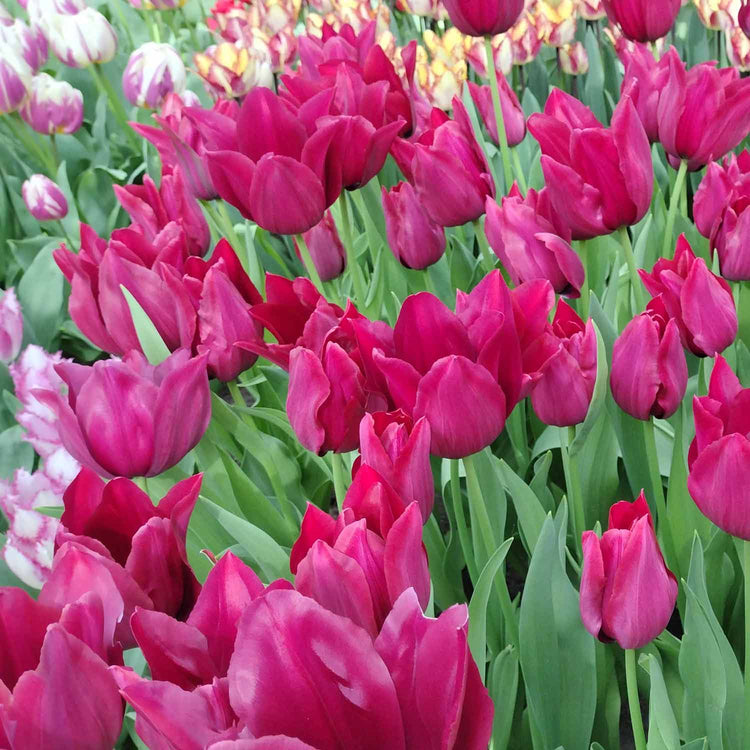 Tulip 'Merlot' - 10 Bulbs