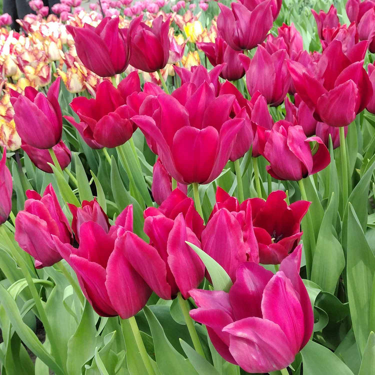 Tulip 'Merlot' - 10 Bulbs