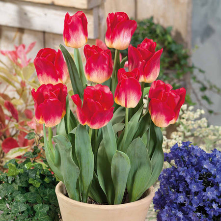 Tulip 'Match' - 10 Bulbs