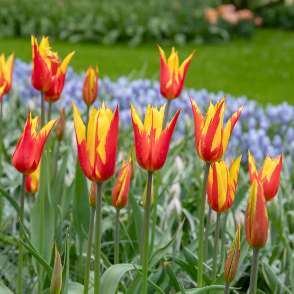 Tulip 'Firewings' - 10 Bulbs