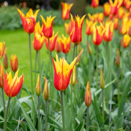 Tulip 'Firewings' - 10 Bulbs