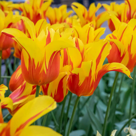 Tulip 'Firewings' - 10 Bulbs