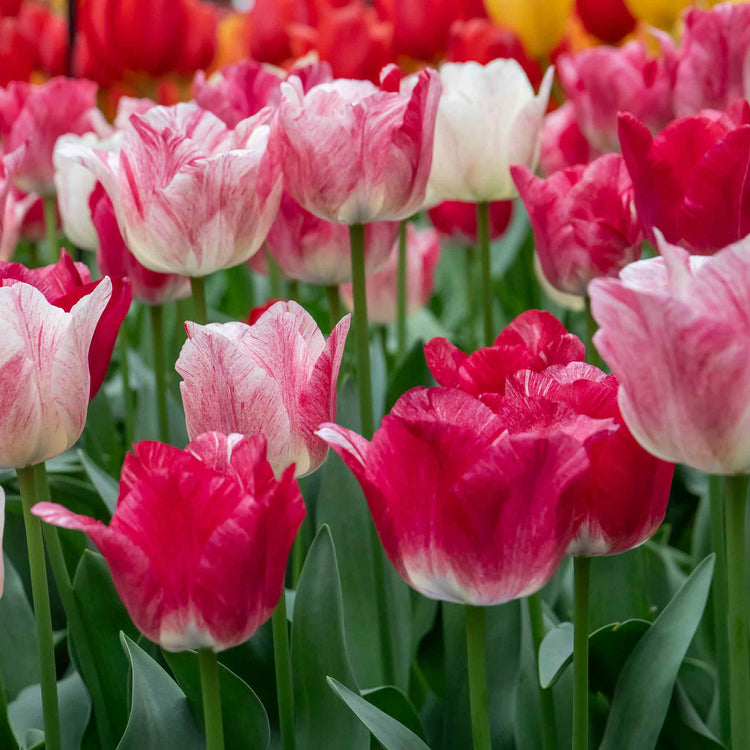 Tulip 'Hemisphere'  - 10 Bulbs