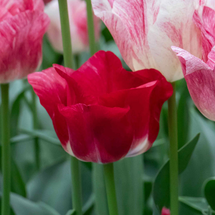 Tulip 'Hemisphere'  - 10 Bulbs