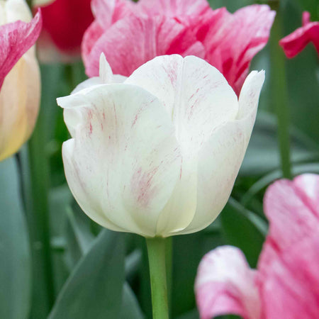 Tulip 'Hemisphere'  - 10 Bulbs