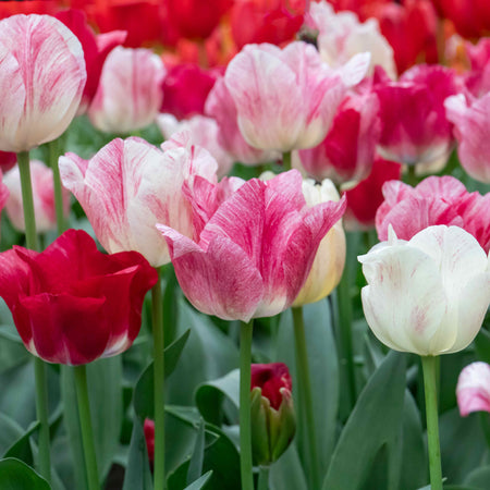 Tulip 'Hemisphere'  - 10 Bulbs